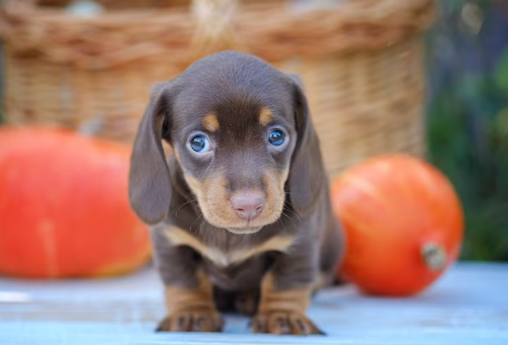 Salchicha (Dachshund)