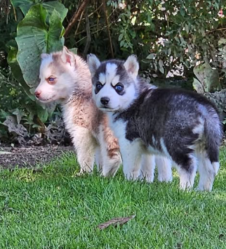 Husky Siberiano