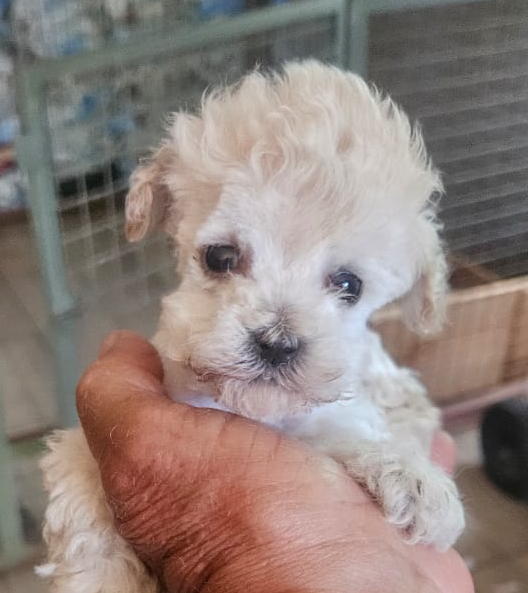 Poodle microtoy