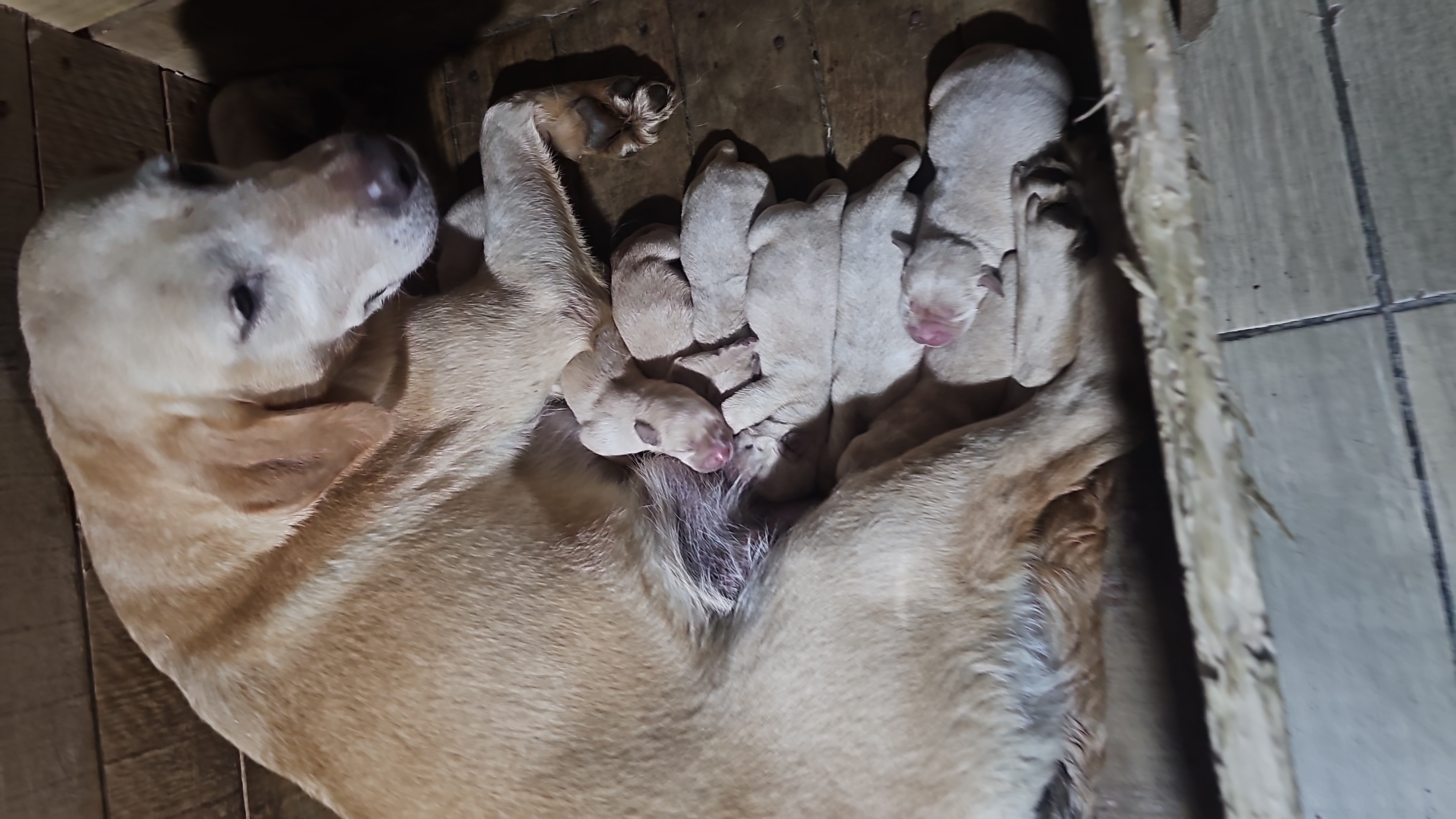Labradores
