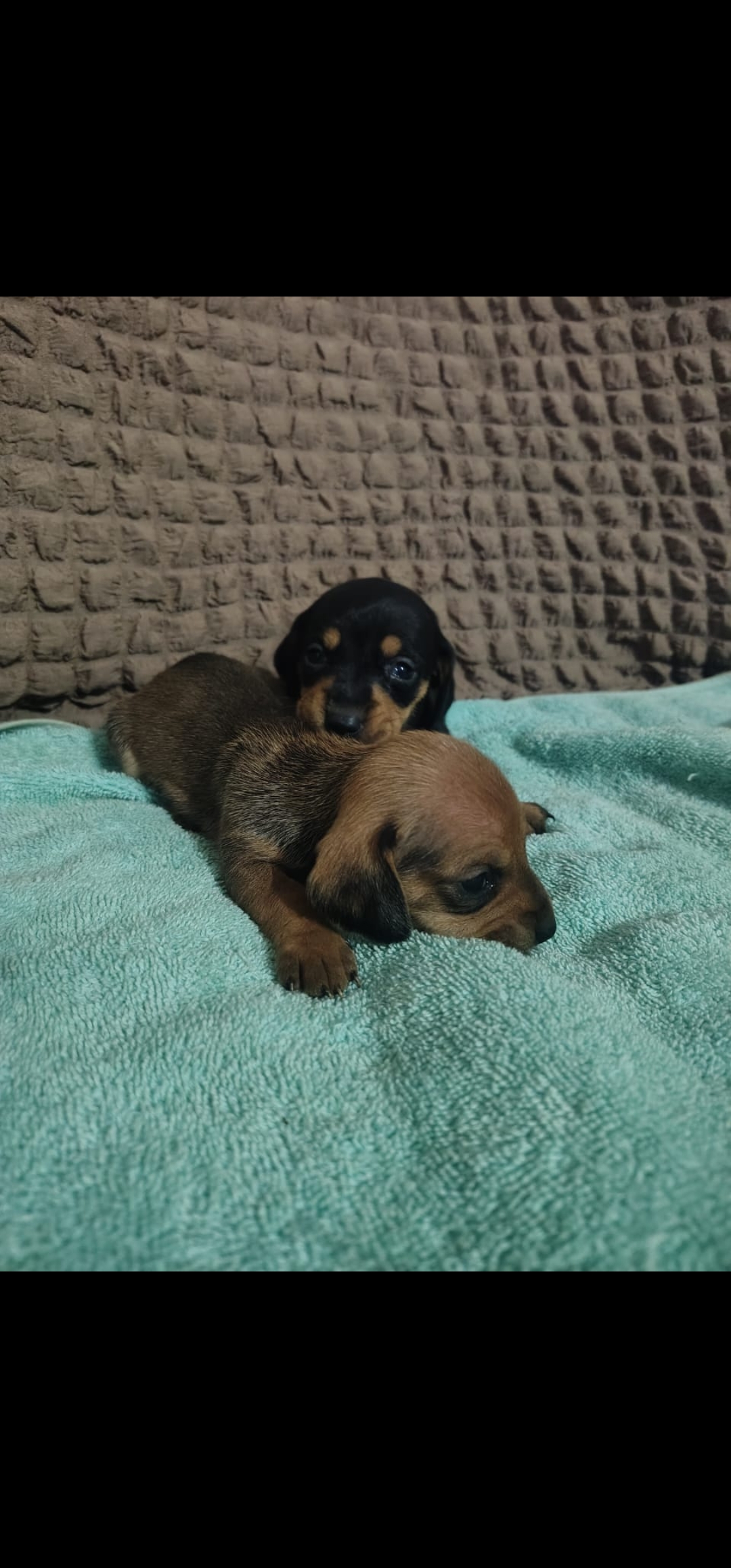 Cachorritas Teckel o salchichas